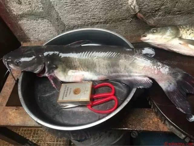 这种鱼一钓上来就以为是鲶鱼，吃过才知道是啥？真是有点后悔呀！