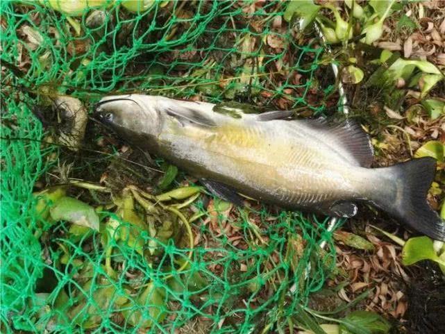 这种鱼一钓上来就以为是鲶鱼，吃过才知道是啥？真是有点后悔呀！