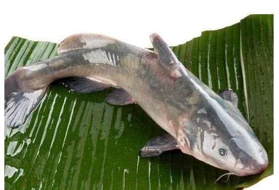 这种鱼一钓上来就以为是鲶鱼，吃过才知道是啥？真是有点后悔呀！