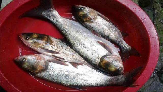 鲢鳙饵料自制教程来袭，感兴趣的看看吧