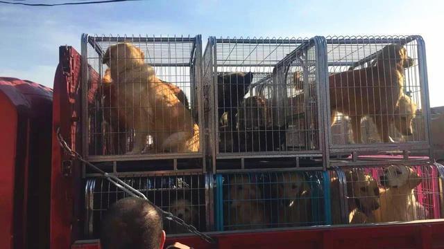 一间让人发指的屠狗场，每天屠狗数百只，残忍程度让人愤怒