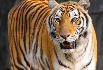 中国5类极危物种，均已屈指可数，图3仅存3只，灭绝或成定数