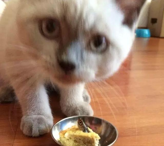 铲屎官做的黑暗料理“仰望星空派”，喵星人竟还吃得津津有味！