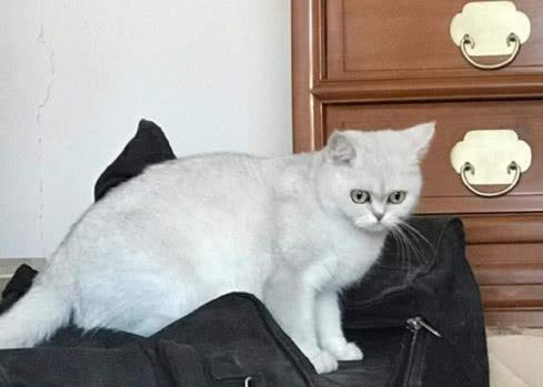 小崔又发微博表达不满，安娜愤怒出镜，网友：注意安全！