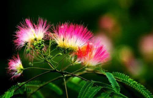 不求轰轰烈烈的爱，只愿天长地久，平平淡淡过一生的三大生肖