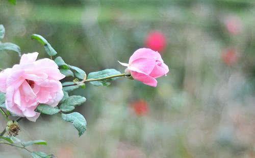 不求轰轰烈烈的爱，只愿天长地久，平平淡淡过一生的三大生肖