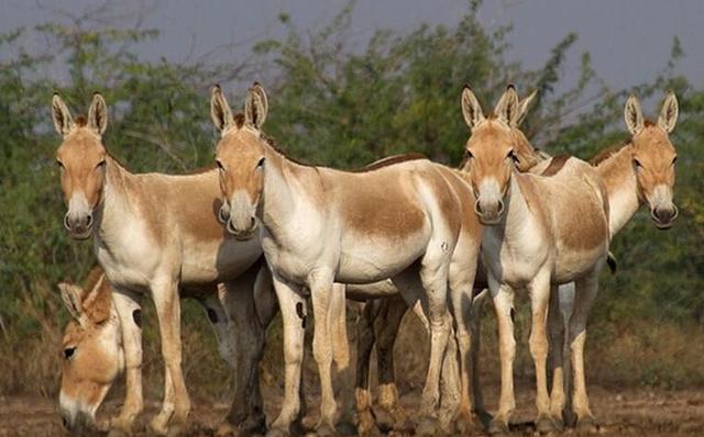 边界发现蒙古野驴，你没见过的动物？