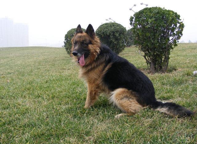 我们小时候说的大狼狗是哪个品种，真的是狼和狗杂交出来？