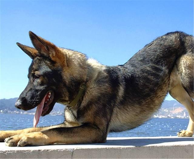 我们小时候说的大狼狗是哪个品种，真的是狼和狗杂交出来？