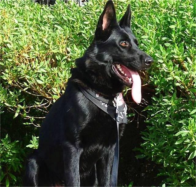 我们小时候说的大狼狗是哪个品种，真的是狼和狗杂交出来？