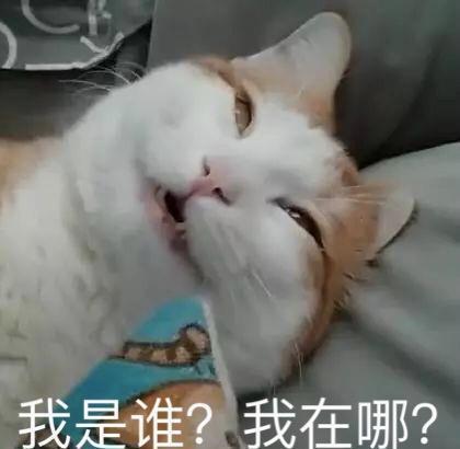 猫咪装死差点吓死了我，为了报仇我制作了一套表情包~