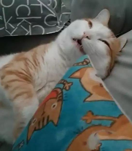 猫咪装死差点吓死了我，为了报仇我制作了一套表情包~