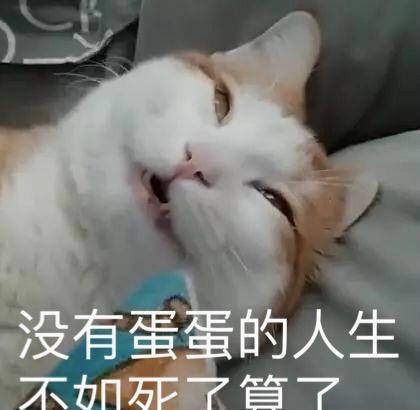 猫咪装死差点吓死了我，为了报仇我制作了一套表情包~
