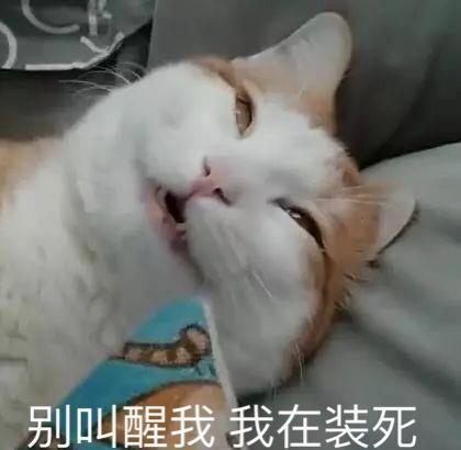 猫咪装死差点吓死了我，为了报仇我制作了一套表情包~