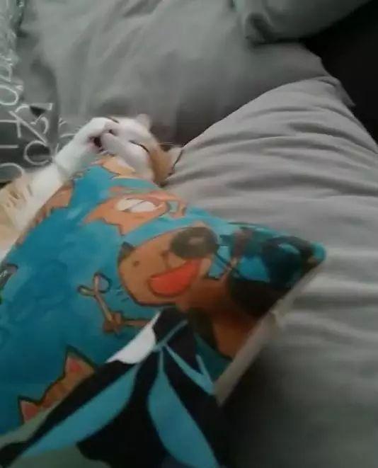 猫咪装死差点吓死了我，为了报仇我制作了一套表情包~