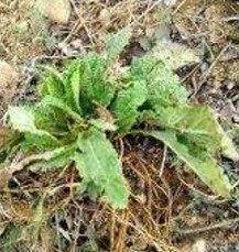 这种野菜被称为“防病草”,农村人都很喜欢,在城里一斤卖15元