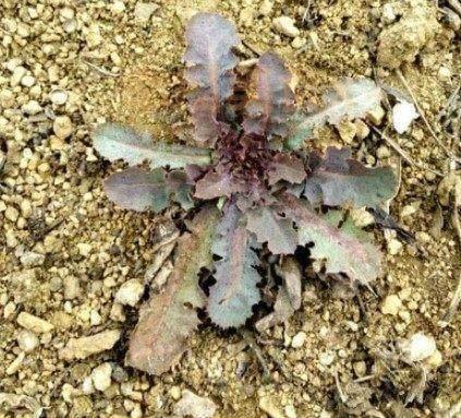 这种野菜被称为“防病草”,农村人都很喜欢,在城里一斤卖15元