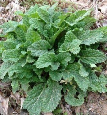 这种野菜被称为“防病草”,农村人都很喜欢,在城里一斤卖15元