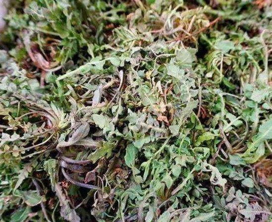 这种野菜被称为“防病草”,农村人都很喜欢,在城里一斤卖15元