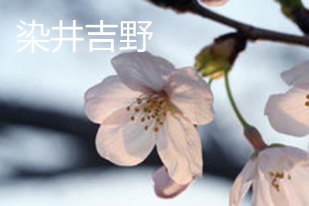 染井吉野樱 染井吉野樱