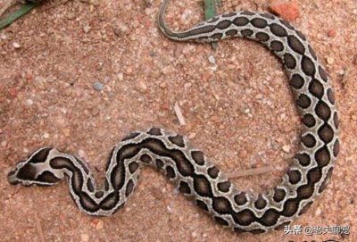 ​圆斑蝰：“让男人沉默，女人流泪”，亚洲死亡率第一的“肾虚蛇”