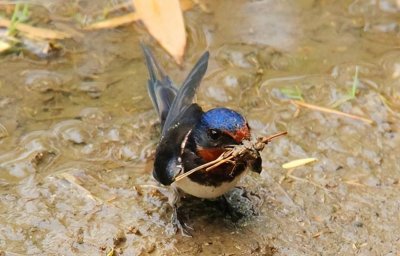 ​家里有燕子来筑巢，到底是好还是不好，看完多年疑惑终于解开了！