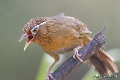 ​画眉鸟生鸟的选购，从眼睛开始讲起