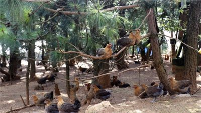 ​原产于美国和墨西哥的火鸡-贝蒂娜，在中国一直火不起来？