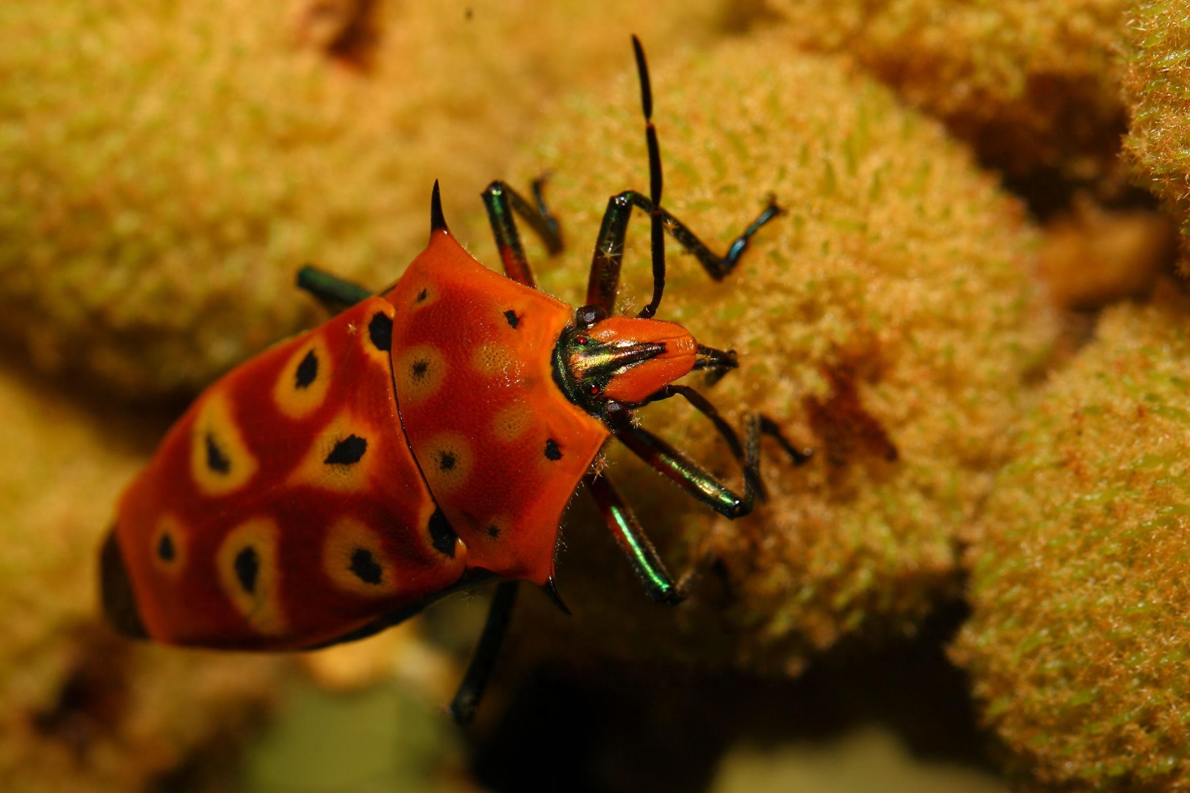 动物图集:种类最多的椿象,有着不一样的特色和魅力