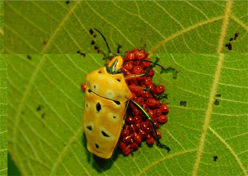 动物图集:种类最多的椿象,有着不一样的特色和魅力