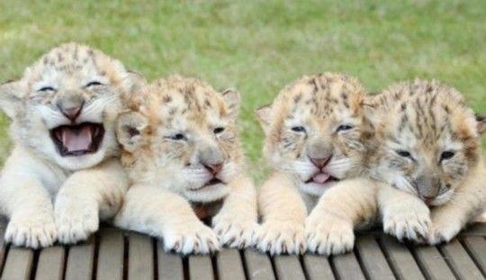 1000斤的巨型狮虎兽你见过吗?战斗力惊人