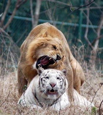 1000斤的巨型狮虎兽你见过吗?战斗力惊人