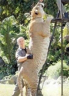 1000斤的巨型狮虎兽你见过吗?战斗力惊人