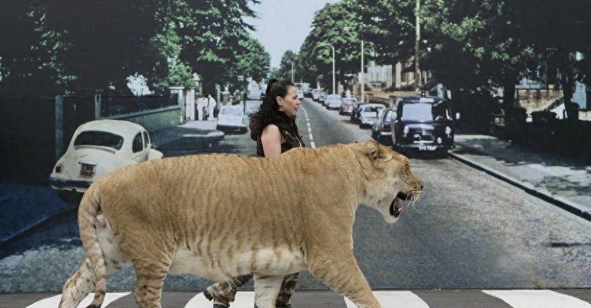 1000斤的巨型狮虎兽你见过吗?战斗力惊人