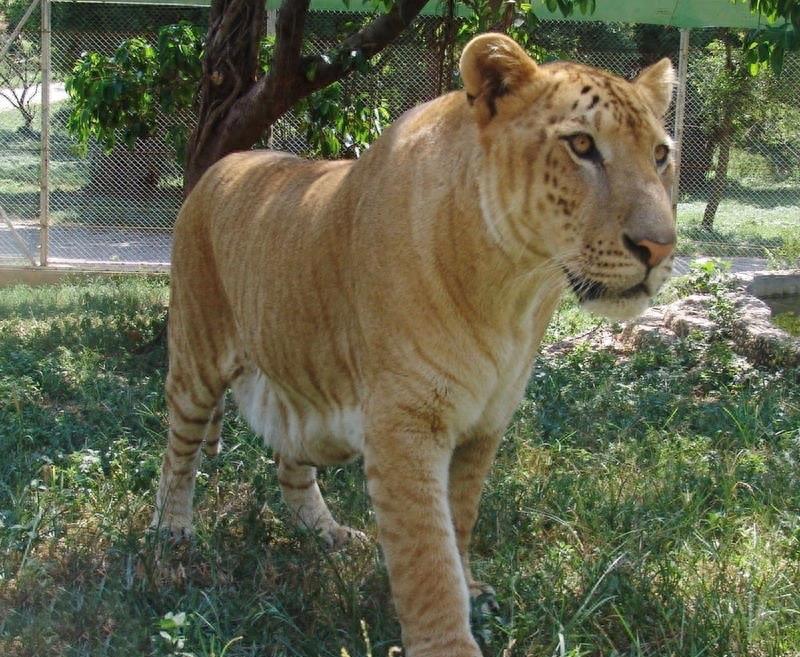 1000斤的巨型狮虎兽你见过吗?战斗力惊人