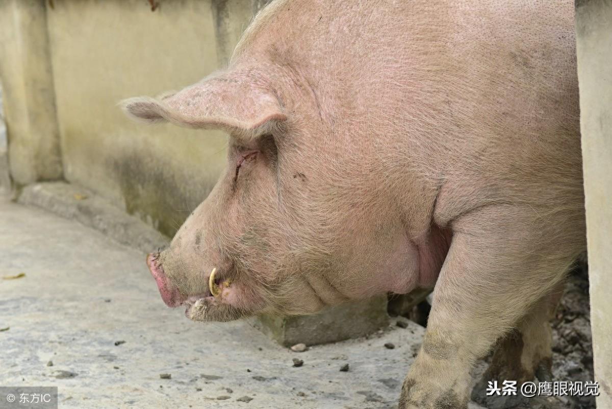 猪年将至,小编带您参观腰围190cm、体长190cm、重千斤的“猪王”
