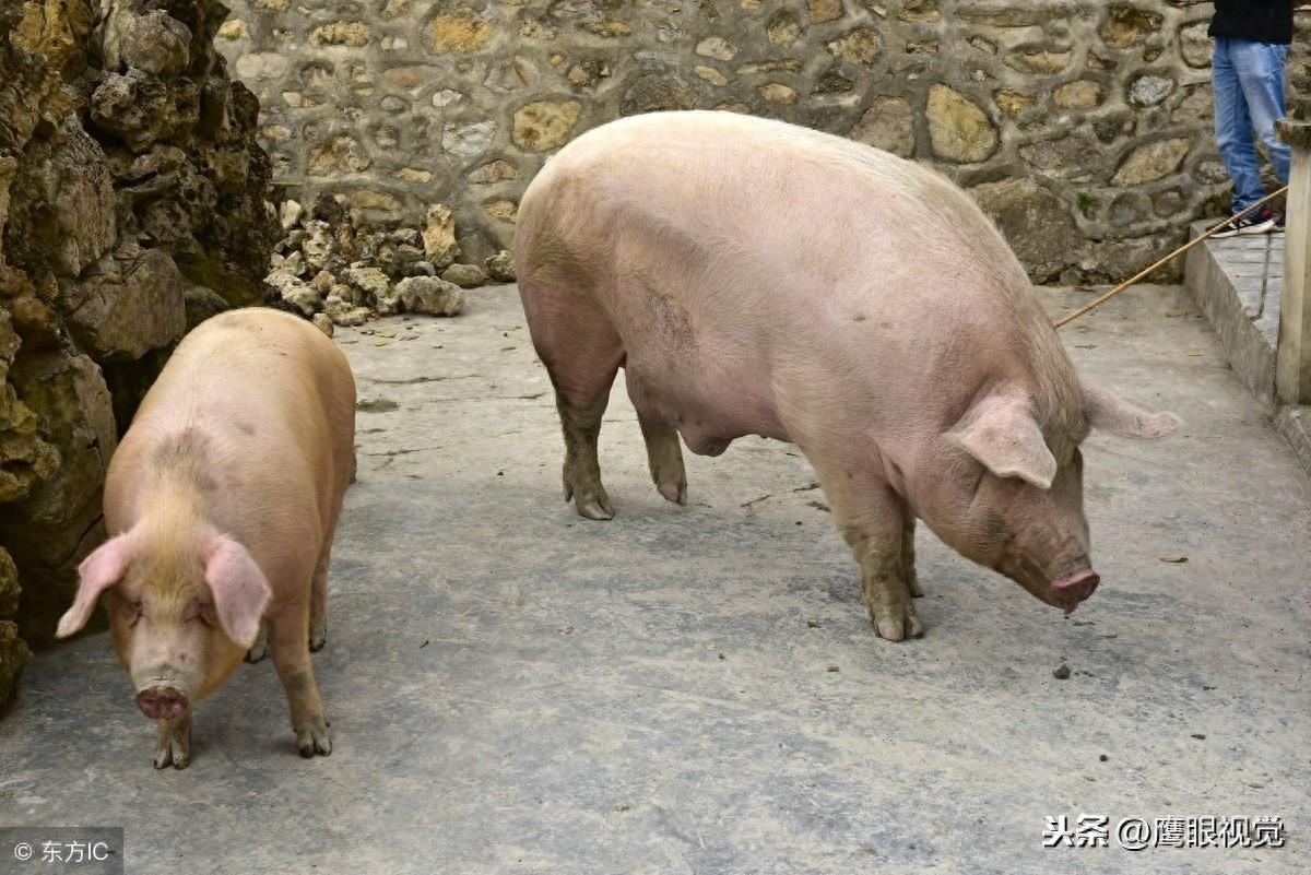 猪年将至,小编带您参观腰围190cm、体长190cm、重千斤的“猪王”