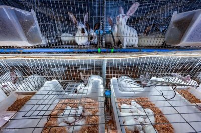 ​养殖界新趋势兔子养殖市场悄然崛起，前景一片光明！