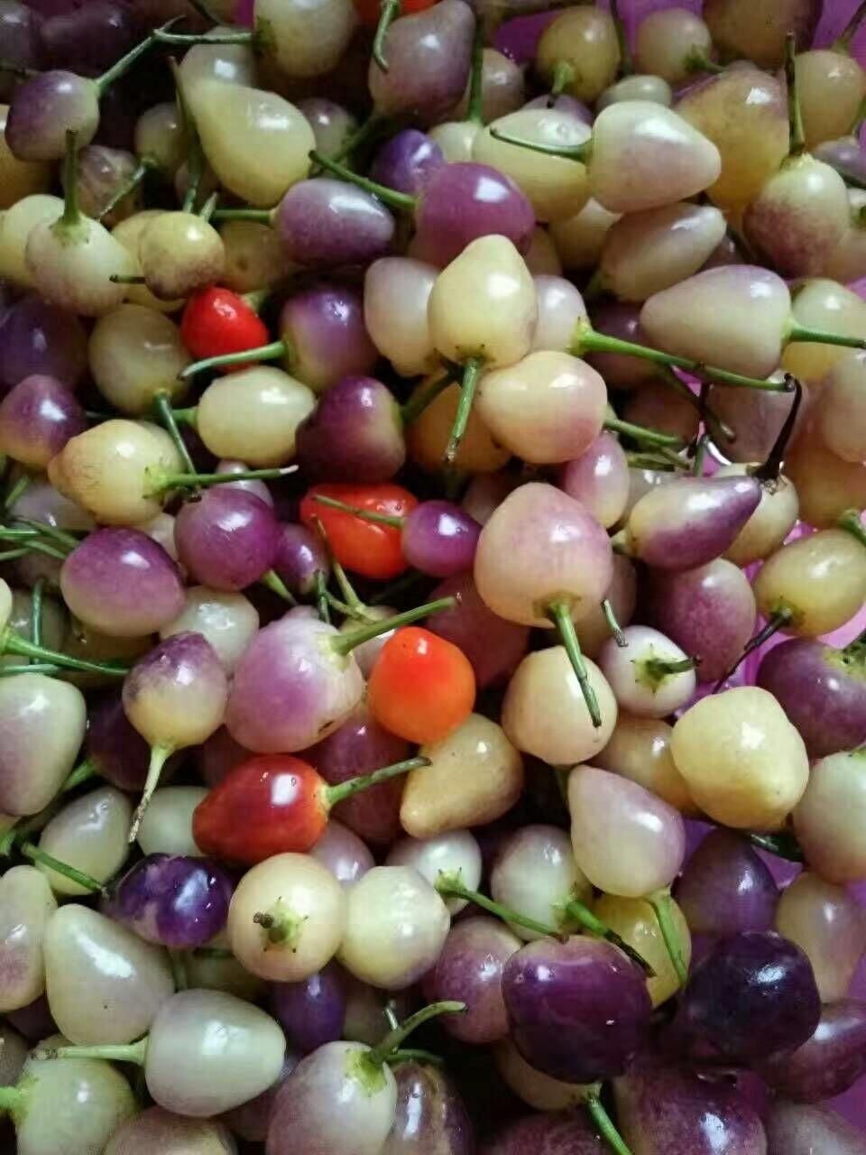 辣椒王国湖南的珍品,被称世界一绝的珍珠辣居然这么好看