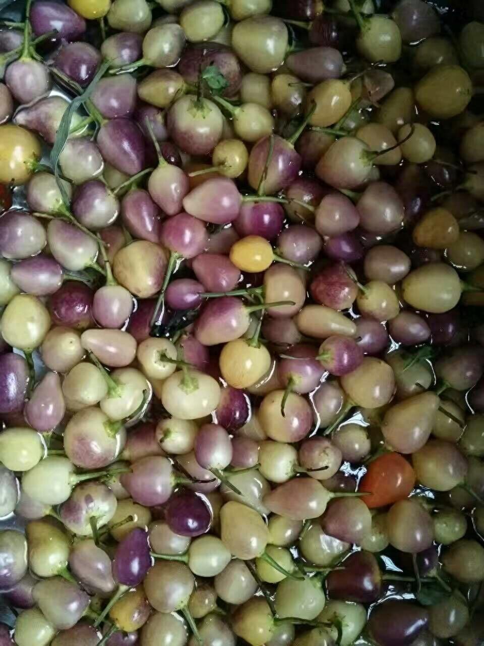 辣椒王国湖南的珍品,被称世界一绝的珍珠辣居然这么好看