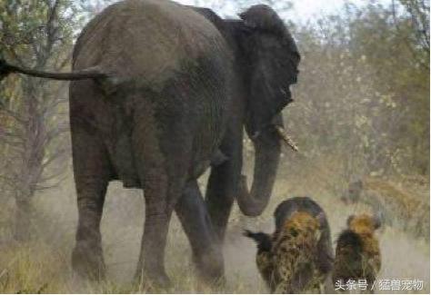 怀孕母象惨被鬣狗群围攻掏肛，看见被掏出来的东西，实在是太残忍