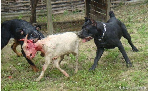 世界级猛犬系列：卡斯罗犬