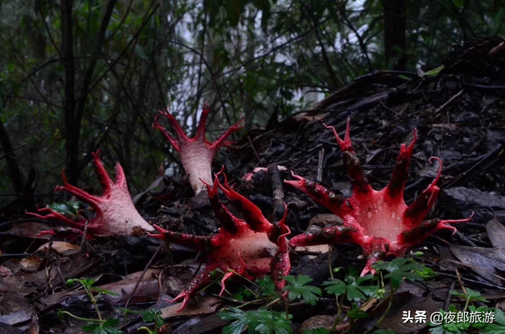贵州驴友山里发现奇特物种,如科幻片里变异物种看得人头皮发麻!