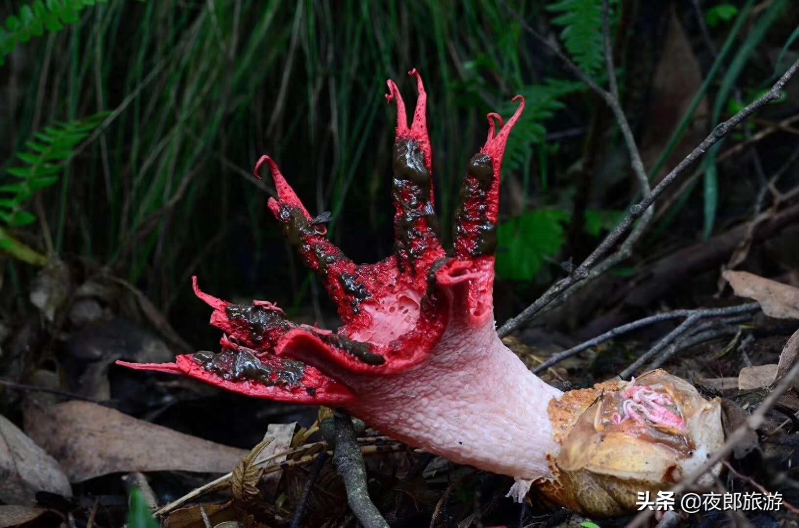 贵州驴友山里发现奇特物种,如科幻片里变异物种看得人头皮发麻!