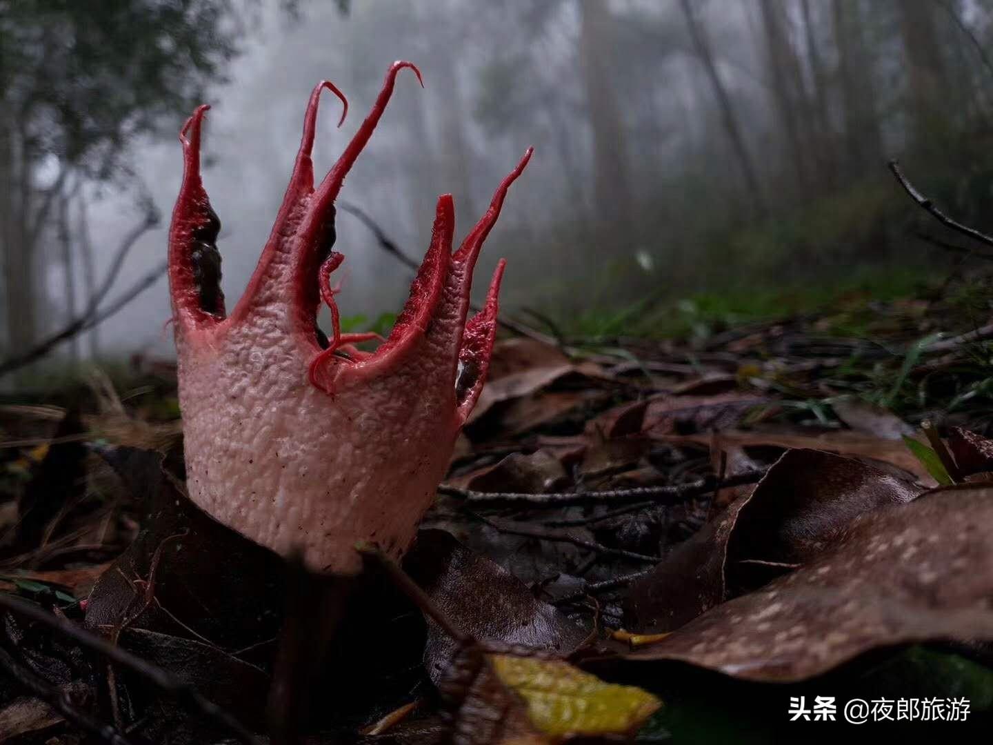 贵州驴友山里发现奇特物种,如科幻片里变异物种看得人头皮发麻!