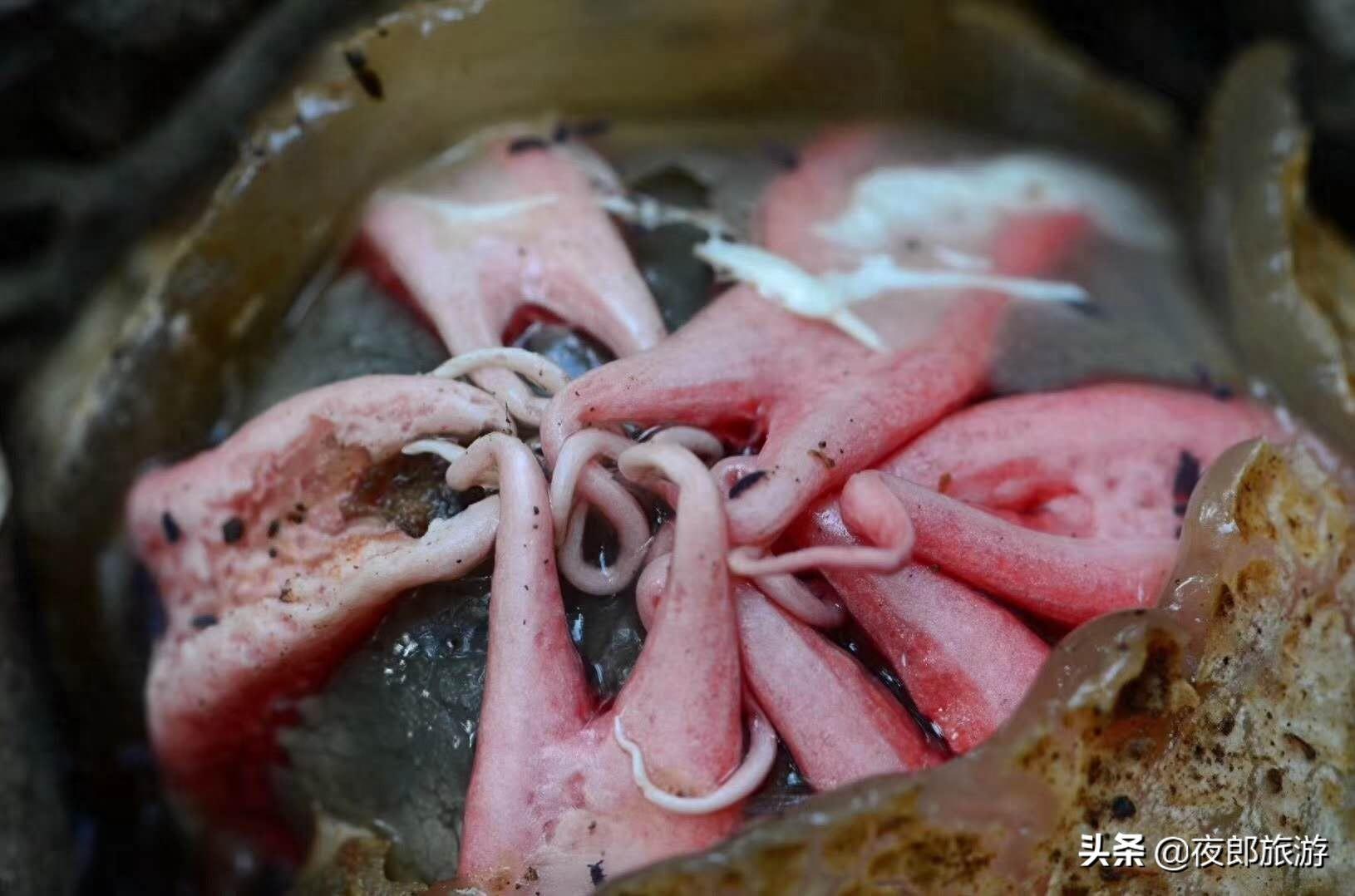 贵州驴友山里发现奇特物种,如科幻片里变异物种看得人头皮发麻!