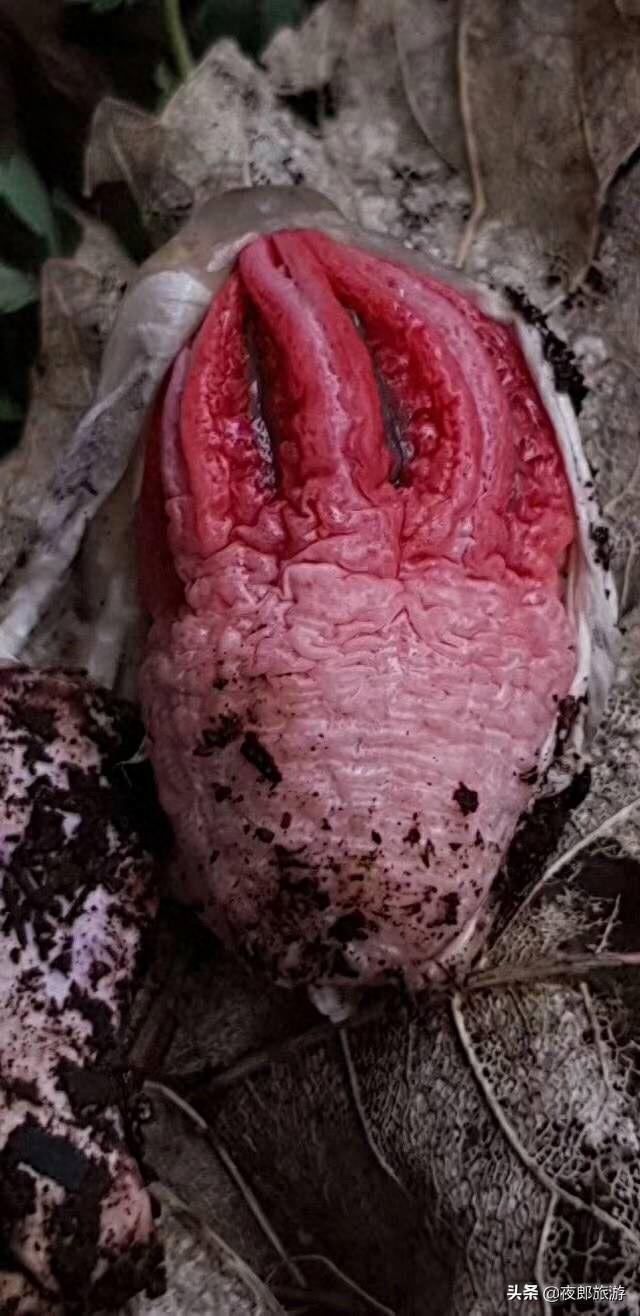 贵州驴友山里发现奇特物种,如科幻片里变异物种看得人头皮发麻!