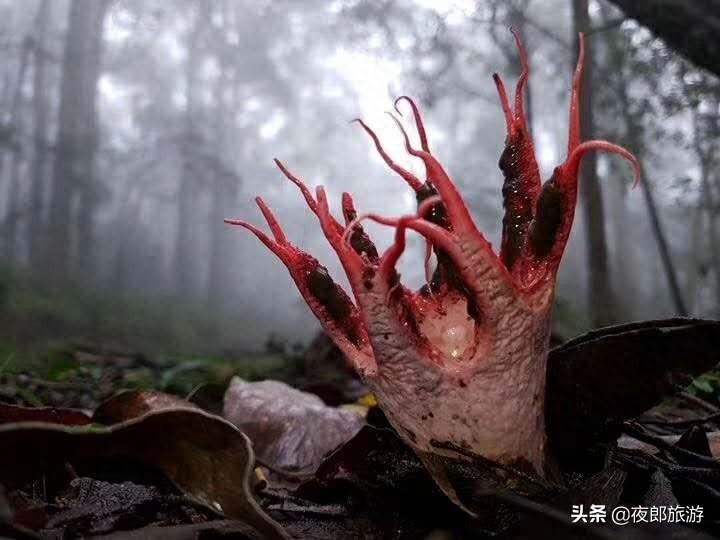 贵州驴友山里发现奇特物种,如科幻片里变异物种看得人头皮发麻!