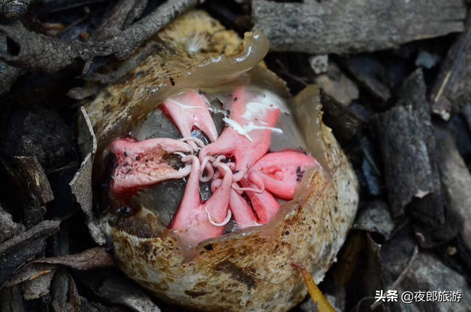 贵州驴友山里发现奇特物种,如科幻片里变异物种看得人头皮发麻!
