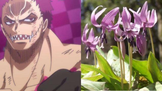 取名鬼才尾田荣一郎,海贼王角色取名灵感主要来自这5样东西